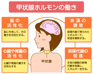 解説図：甲状腺ホルモンの働き