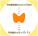 解説図：甲状腺ホルモンの調節のしくみ