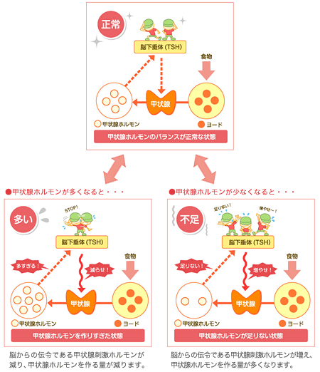 解説図：甲状腺ホルモンの働き