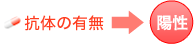抗体の有無→陽性